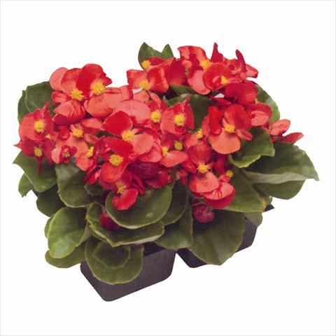 photo of flower to be used as: Bedding / border plant Begonia semperflorens Royal Scarlet