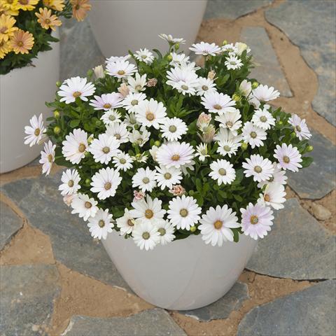 photo of flower to be used as: Pot and bedding Osteospermum ecklonis Cape Daisy Zanzibar Softley Pink Imp