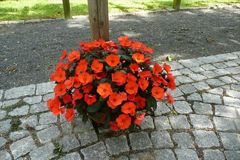 photo of flower to be used as: Pot and bedding Impatiens hybrida SunPatiens Compact Hot Coral