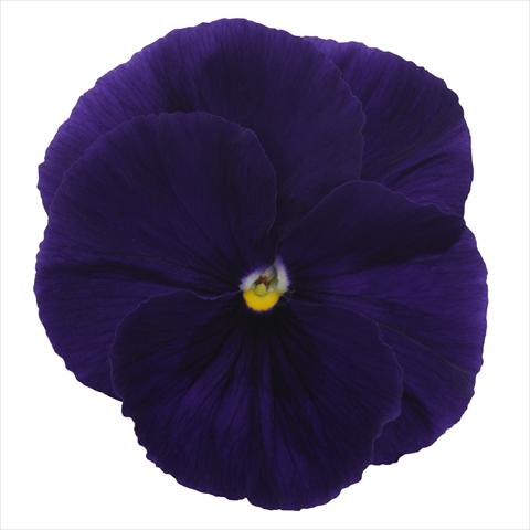 photo of flower to be used as: Bedding pot or basket Viola wittrockiana Dynamite Clear Purple