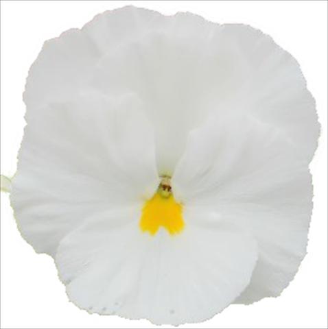 photo of flower to be used as: Bedding pot or basket Viola wittrockiana Dynamite Clear White