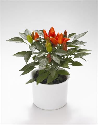 photo of flower to be used as: Basket / Pot Capsicum annuum Calypso Deep Orange