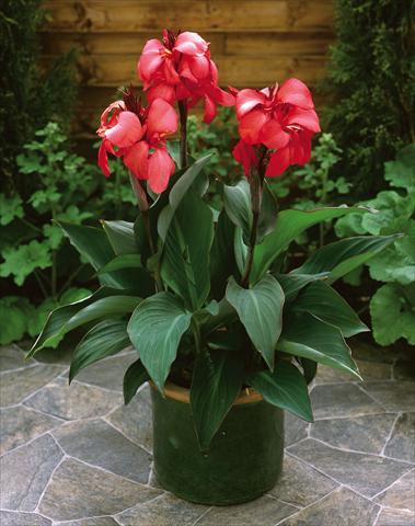 photo of flower to be used as: Pot Canna hybrida Cannova Rose