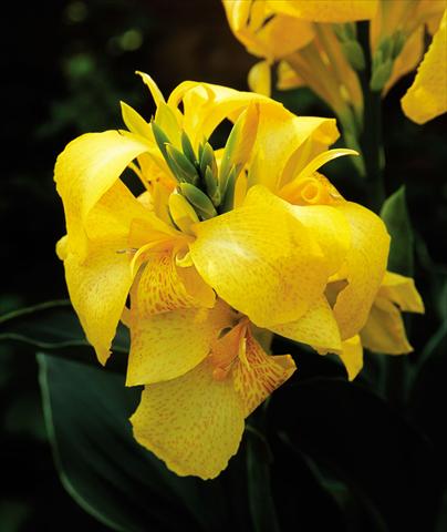 photo of flower to be used as: Pot Canna hybrida Cannova Yellow