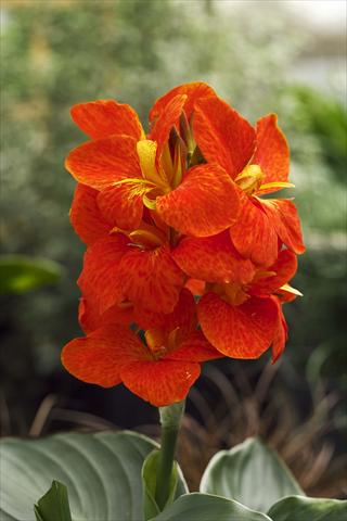 photo of flower to be used as: Pot and bedding Canna hybrida South Pacific Scarlet