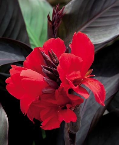 photo of flower to be used as: Pot Canna hybrida Cannova Scarlet Bronze Leaf