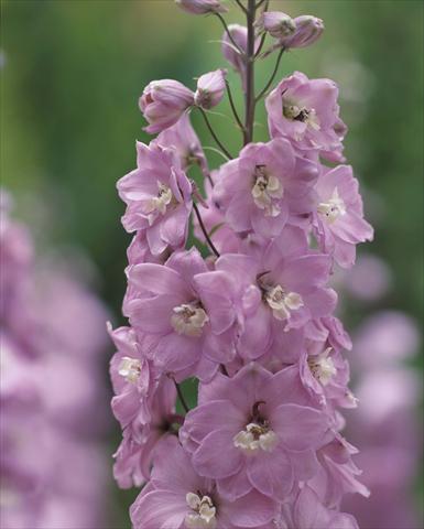 photo of flower to be used as: Pot and bedding Delphinium hybrida Aurora Mauve