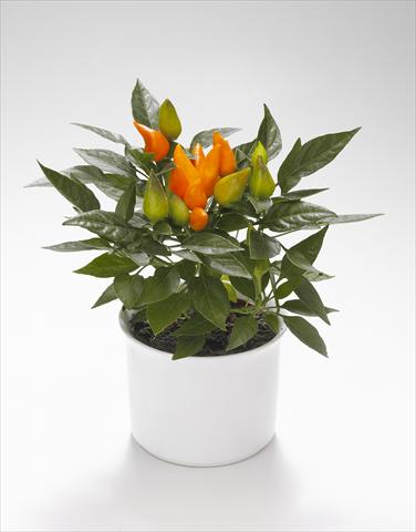 photo of flower to be used as: Basket / Pot Capsicum annuum Calypso Orange