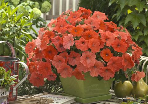 photo of flower to be used as: Pot and bedding Petunia hybrida Petunia African Sunset