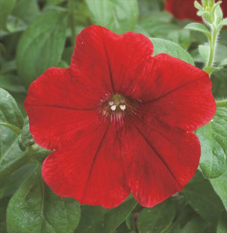 photo of flower to be used as: Pot and bedding Petunia hybrida Opera Supreme Red