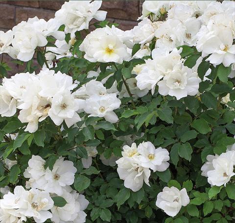 photo of flower to be used as: Pot and bedding Rosa paesaggistica White Knock Out®