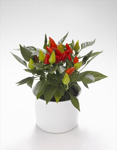 photo of flower to be used as: Basket / Pot Capsicum annuum Calypso Red