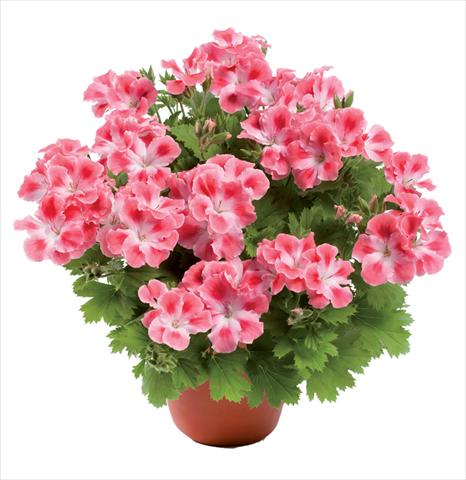 photo of flower to be used as: Pot Pelargonium grandiflorum pac® Candy Flowers Pink Cloud