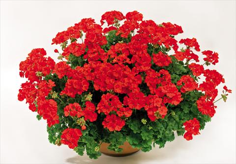 photo of flower to be used as: Pot Pelargonium interspec. pac® TWOinONE Scarlet