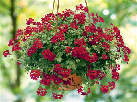 photo of flower to be used as: Basket / Pot Pelargonium peltatum pac® Happy Face Dark Red