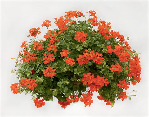 photo of flower to be used as: Basket / Pot Pelargonium peltatum pac® Happy Face Orange