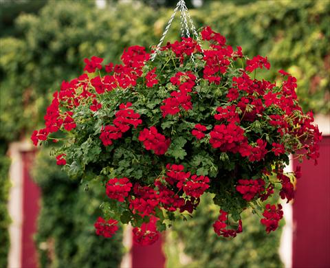 photo of flower to be used as: Basket / Pot Pelargonium peltatum pac® Happy Face Red