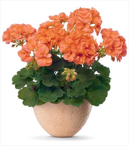 photo of flower to be used as: Pot Pelargonium zonale pac® Stefanie