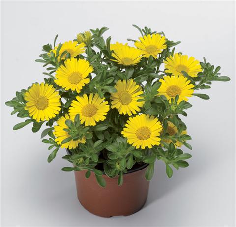 photo of flower to be used as: Pot Asteriscus maritimus Aurelia Sun