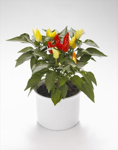 photo of flower to be used as: Basket / Pot Capsicum annuum Calypso Yellow-Red