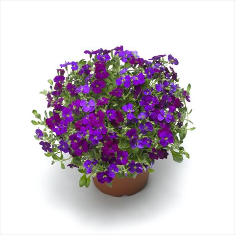 photo of flower to be used as: Pot Aubrieta hybrida Audrey Deep Purple Compact