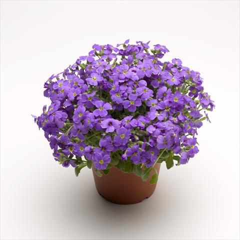 photo of flower to be used as: Pot Aubrieta hybrida Audrey Light Blue