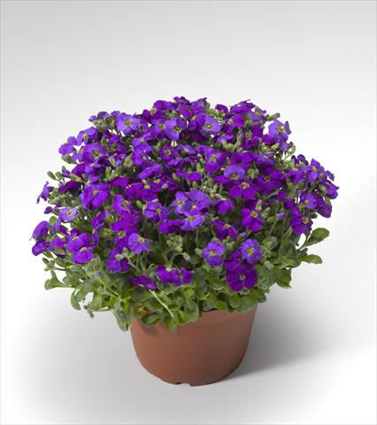 photo of flower to be used as: Pot Aubrieta hybrida Audrey Deep Blue Shades