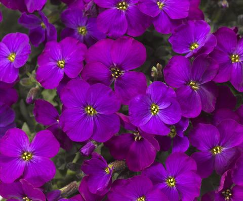 photo of flower to be used as: Pot Aubrieta hybrida Audrey Purple Shades