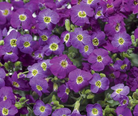 photo of flower to be used as: Pot and bedding Aubrieta hybrida Axcent Violet with Eye Improved
