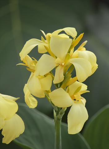 photo of flower to be used as: Pot Canna hybrida Cannova Exp Lemon