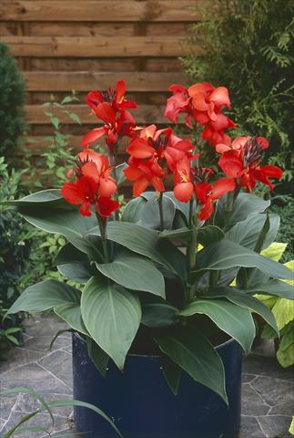 photo of flower to be used as: Pot Canna hybrida Cannova Red Shades
