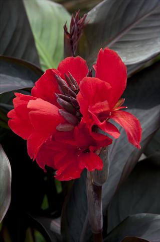 photo of flower to be used as: Pot Canna hybrida Cannova Scarlet Bronze Leaf