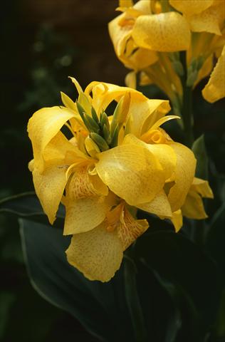 photo of flower to be used as: Pot Canna hybrida Cannova Yellow L