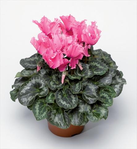 photo of flower to be used as: Pot Cyclamen persicum Friller Pink