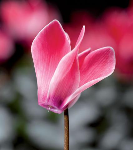 photo of flower to be used as: Pot Cyclamen persicum Laser Coral Flame