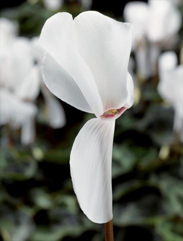 photo of flower to be used as: Pot Cyclamen persicum Perfetto Pure White