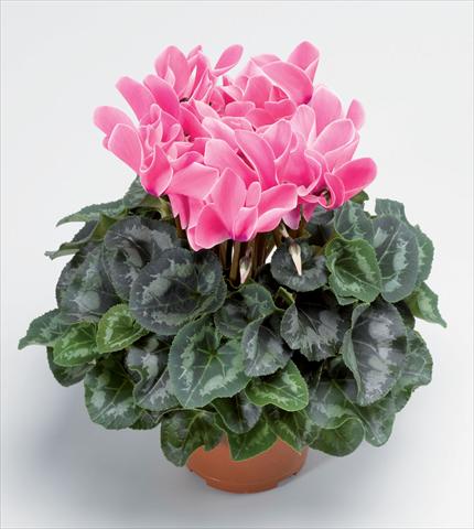photo of flower to be used as: Pot Cyclamen persicum Perfetto Rose Flame F1