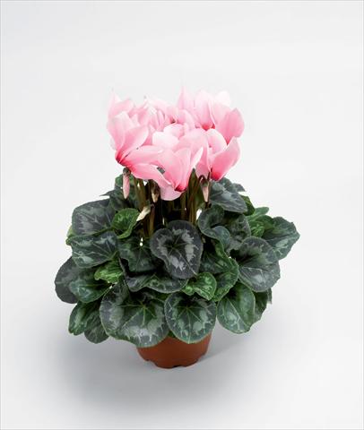 photo of flower to be used as: Pot Cyclamen persicum Rainier Light Pink With Eye Improved