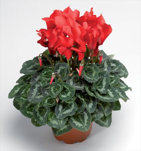 photo of flower to be used as: Pot Cyclamen persicum Sierra Synchro Scarlet South F1