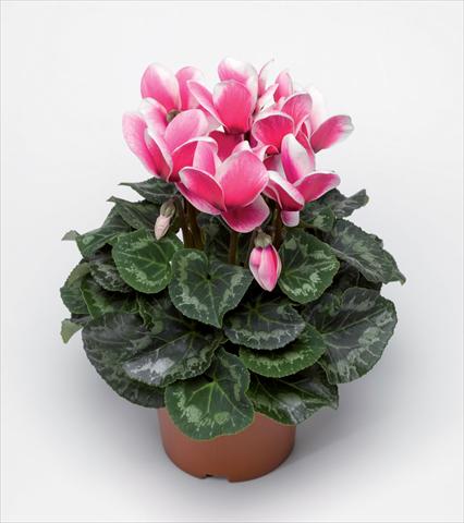 photo of flower to be used as: Pot Cyclamen persicum Snowridge Maxi Rose F1