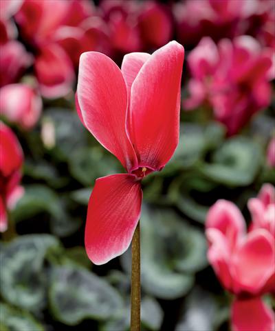 photo of flower to be used as: Pot Cyclamen persicum Snowridge Maxi Scarlet F1