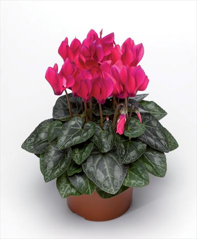 photo of flower to be used as: Pot Cyclamen persicum Winfall Deep Rose F1