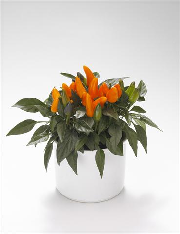 photo of flower to be used as: Basket / Pot Capsicum annuum Favorit Orange