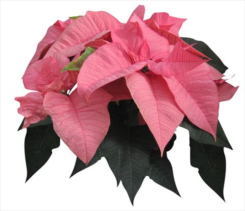 photo of flower to be used as: Pot Poinsettia - Euphorbia pulcherrima Titan Pink