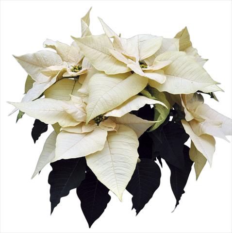 photo of flower to be used as: Pot Poinsettia - Euphorbia pulcherrima Titan White