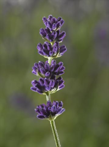 photo of flower to be used as: Pot and bedding Lavandula angustifolia Aromatico Blue Compact