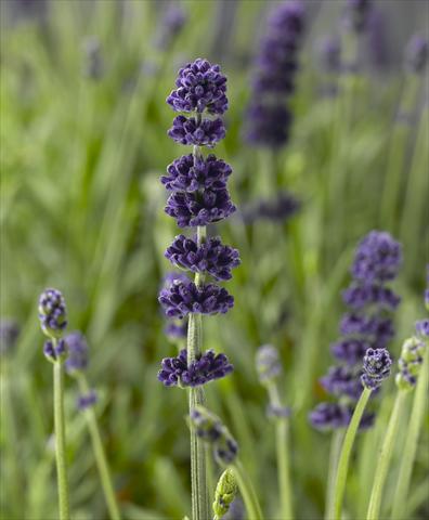 photo of flower to be used as: Pot and bedding Lavandula angustifolia Aromatico Blue Improved