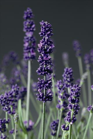 photo of flower to be used as: Pot and bedding Lavandula angustifolia Aromatico Blue Lablusa