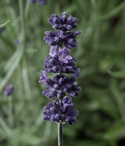 photo of flower to be used as: Pot and bedding Lavandula angustifolia Aromatico Early Blu