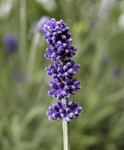 photo of flower to be used as: Pot and bedding Lavandula angustifolia Aromatico Forte